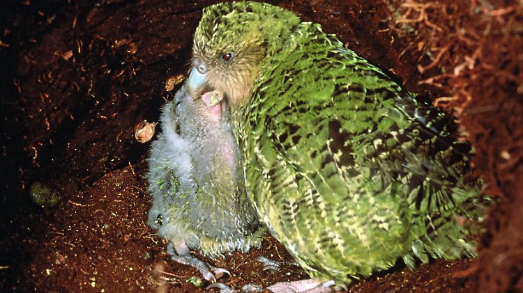 Kann die Ausbreitung der Infektionskrankheit Aspergillose nicht gestoppt werden, könnte es den Kakapo bald nicht mehr geben.