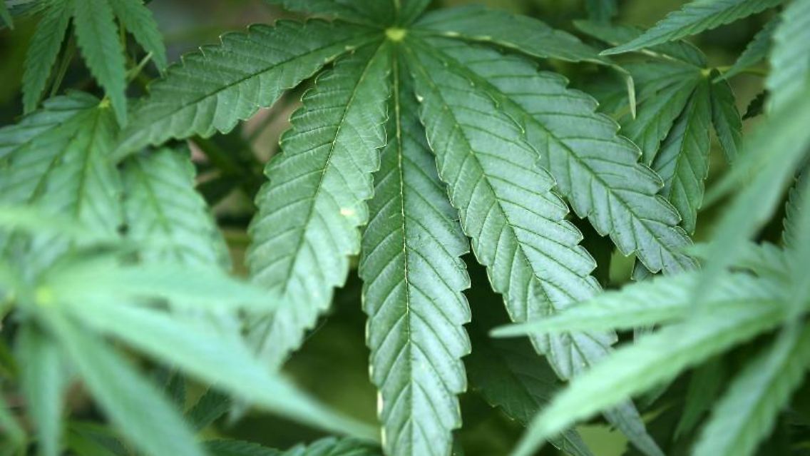 Hanf-Pflanzen (Cannabis) wachsen in einem Garten. Foto: Oliver Berg/Archivbild