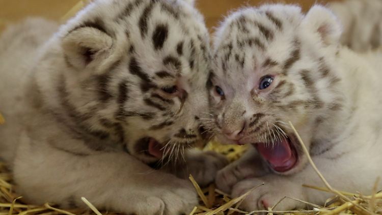 Diese Jungtere wurden in einem österreichischen Zoo geboren. In der Wildnis sind die weißen Tiger ausgestorben.