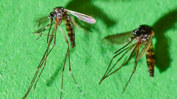 Bestimmte Mückenarten können den Chikungunya-Virus übertragen.
