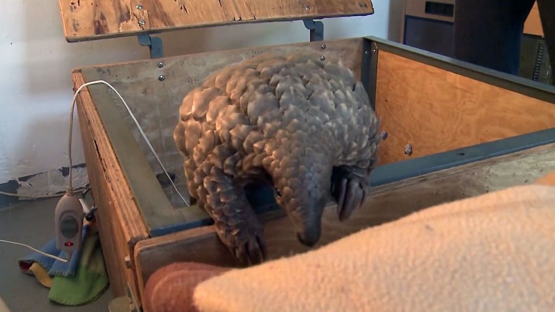 Pangolin.jpg