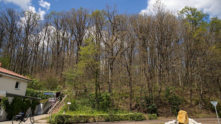 Kahlgefressen: Ein Wald bei Guzenhausen.