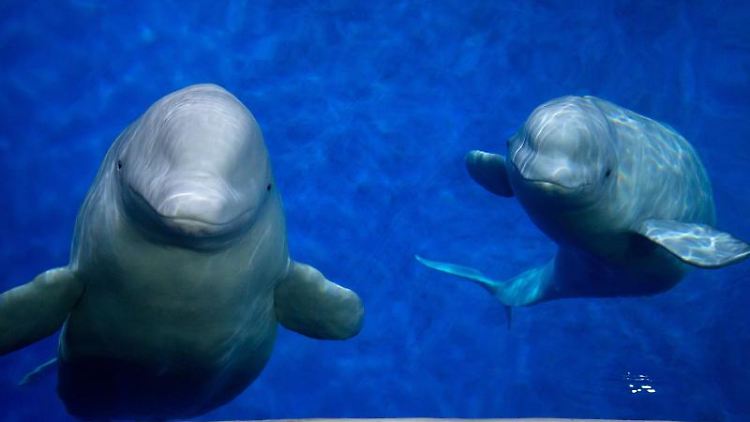 Die beiden Beluga-Wale Little White und Little Grey (Archivbild).