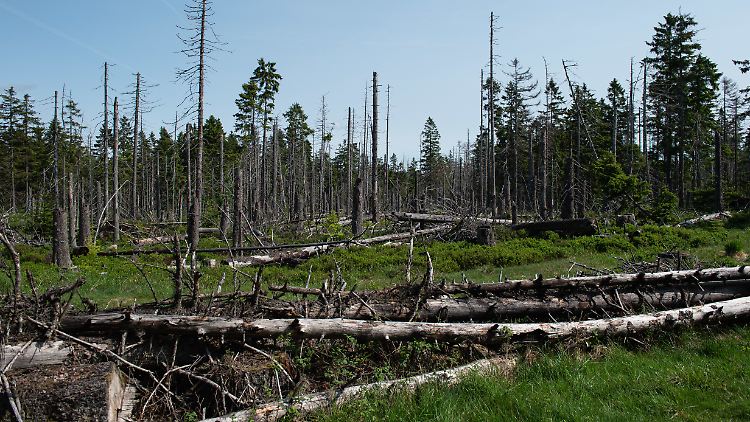 Der Borkenkäfer kann ganze Wälder zerstören, wenn diese etwa durch einen Sturm geschwächt sind.