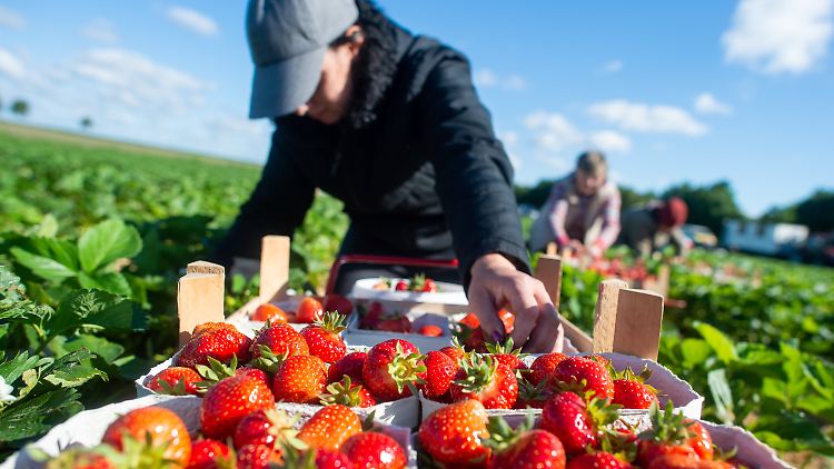 Mmmmh, Erdbeeren.