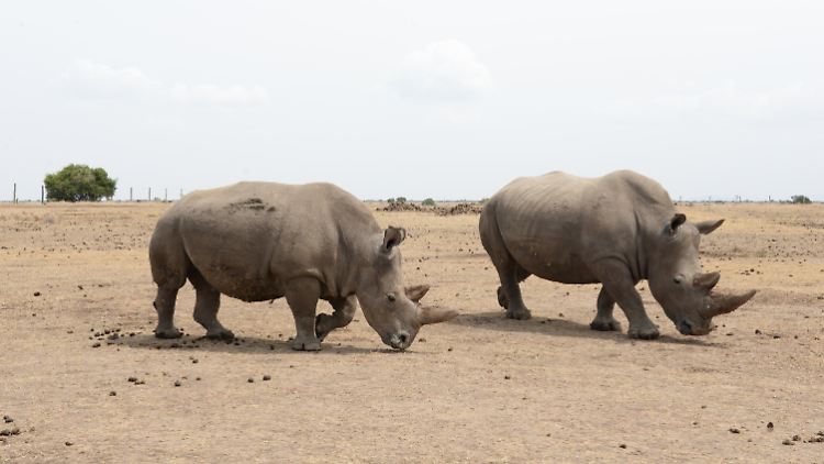 Eines der beiden letzten verbliebenen weiblichen Nördlichen Breitmaulnashörner (l) und das weibliche südliche Breitmaulnashorn Tauwa stehen in dem Wildtierreservat Ol Pejeta nebeneinander.
