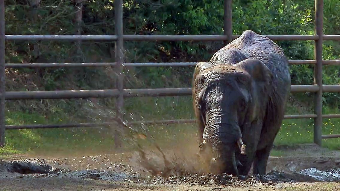 Elefant.jpg