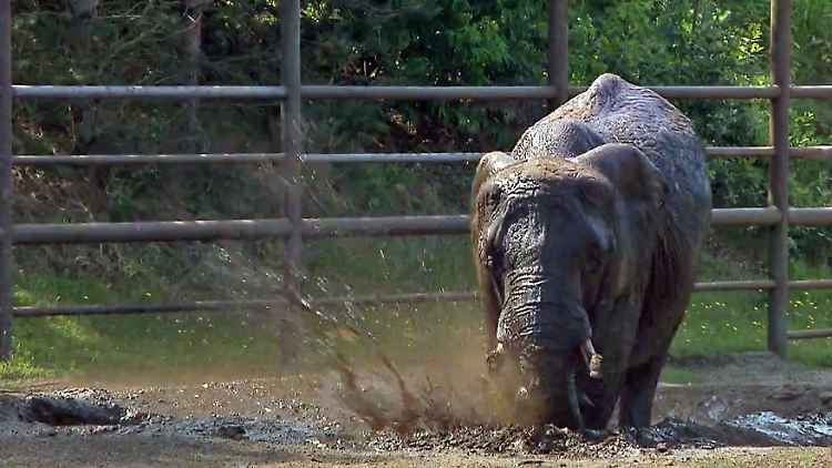Elefant.jpg