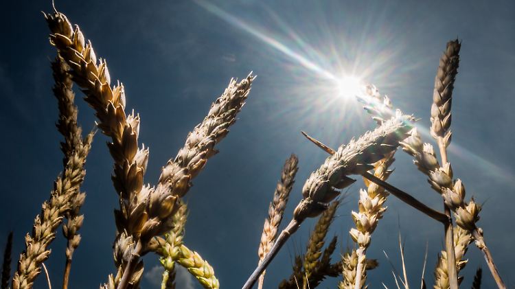 Neue Züchtungen sollen die Pflanzen resistenter gegen Trockenheit und Nässe machen.