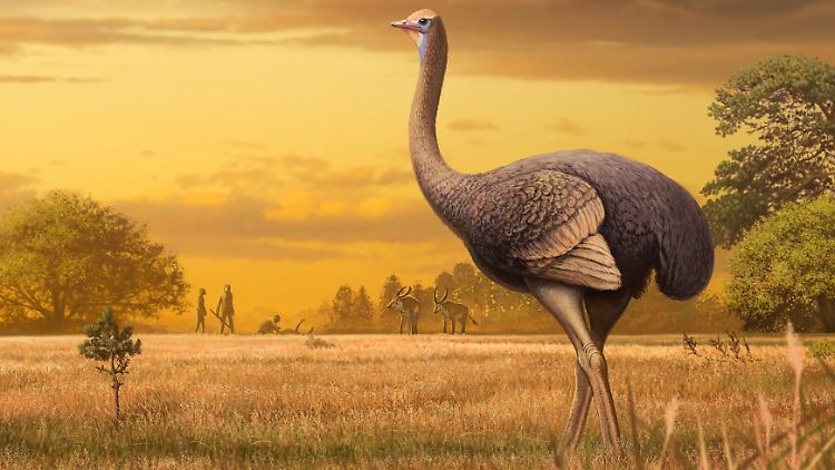 Ob es sich bei dem Tier um einen Strauß oder einen anderen Vogel handelt, müssen die Wissenschaftler noch klären.