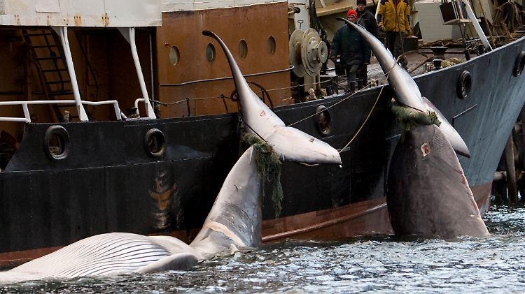 An ein Walfangboot vor der Küste Islands sind zwei Finnwale gebunden.