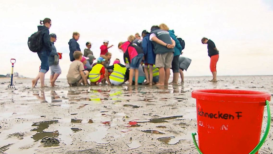 Wattenmeer.jpg