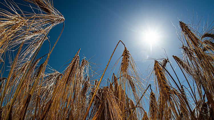 Die Temperaturen schleichen sich an die 40-Grad-Marke.