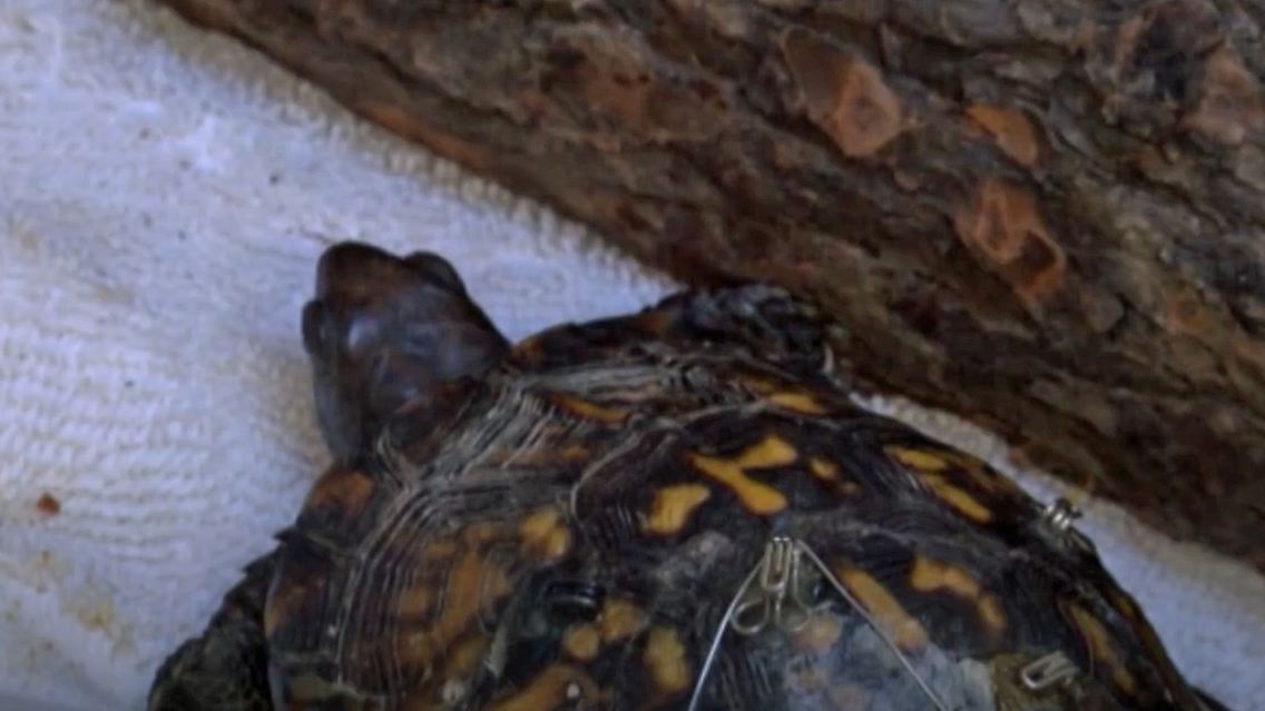 Schildkroete-BH.jpg