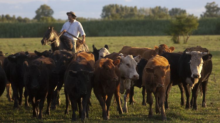 Unter anderem gegenüber den südamerikanischen Rinderzüchtern befürchten französische Landwirte Nachteile.