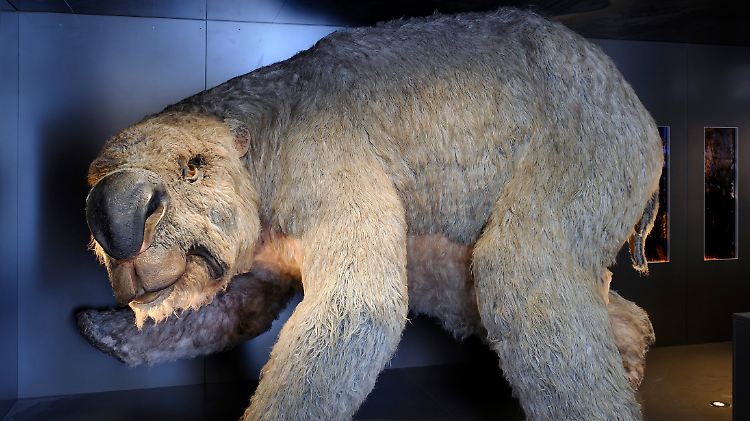 Das Modell eines ausgestorbener  Riesenwombats steht im Australian Museum. 