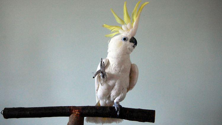 "Snowball" ist ein echter Tänzer.