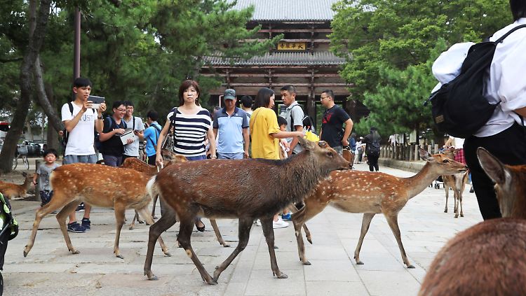 Die heiligen Hirsche in Nara können sich frei bewegen - und werden so zum Opfer von herumliegendem Plastikmüll.
