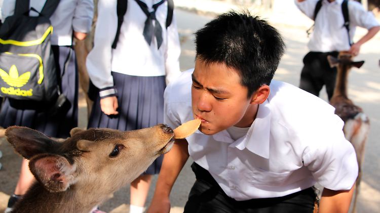 Die Sikahirsche sollen ausschließlich mit Reiscrackern gefüttert werden, die es in Nara zu kaufen gibt.