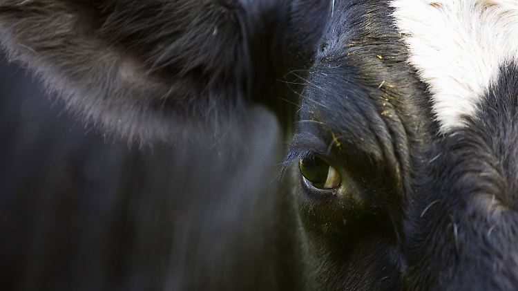 Schleswig-holsteinisches Hausrind: Das empfiehlt Bauer Andresen den Abgeordneten zum Mittagessen.