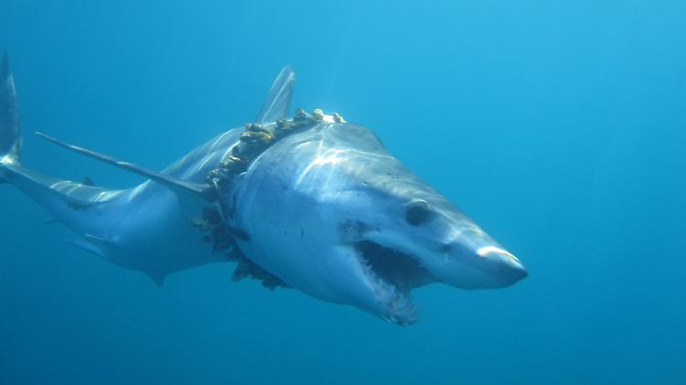 Ein trauriger Anblick: ein Kurzflossen-Mako, der sich in Seilen verheddert hat, die ihn immer mehr abschnüren.