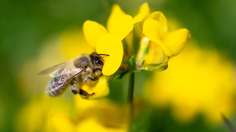 Thomas Schmoll kämpft jetzt mit gegen das Insektensterben.