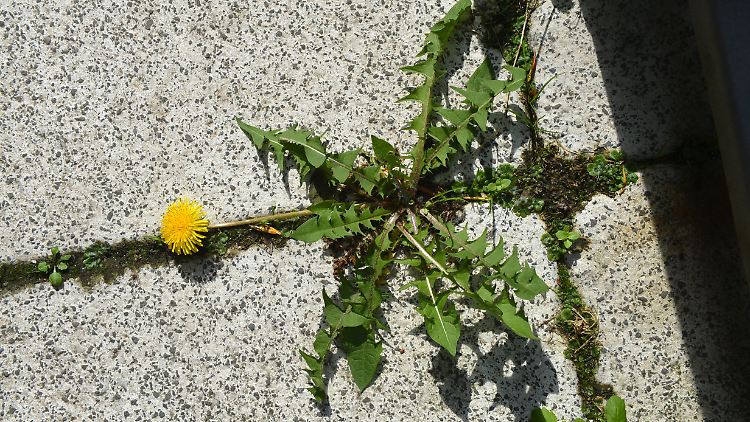 Um Unkraut loszuwerden, greifen Städte und Kommunen zunehmend auf Alternativen zu Glyphosat zurück.