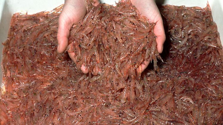 Antarktischer Krill ist reich an Nährstoffen.