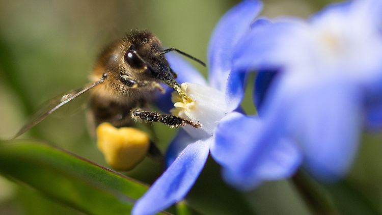 Das Gesetz schützt nicht nur die Bienen: Biotope müssen dadurch besser vernetzt werden und der ökologische Anbau soll deutlich ausgebaut werden.