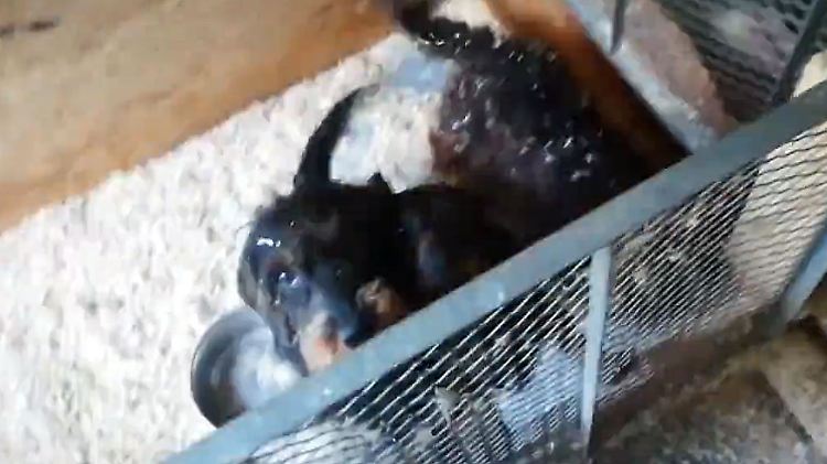 136 Hunde gerettet.jpg