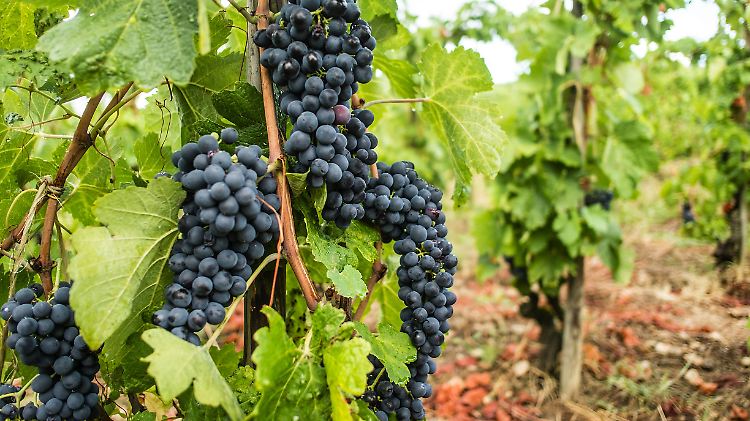 Schon vor der Weinlese im Herbst schätzen die Behörden in Paris, dass die Weinernte nicht üppig ausfallen wird. 