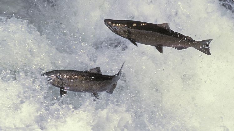 Königslachse können überwinden auf ihrer Reise zu den Laichgründen so manches Hindernis. Ein fünf Meter hoher Wasserfall ist allerdings eine zu große Hürde.
