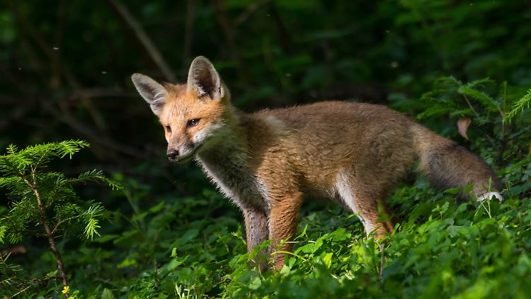 Weshalb der Fuchs überhaupt in das Krankenhaus schlich, ist unklar.