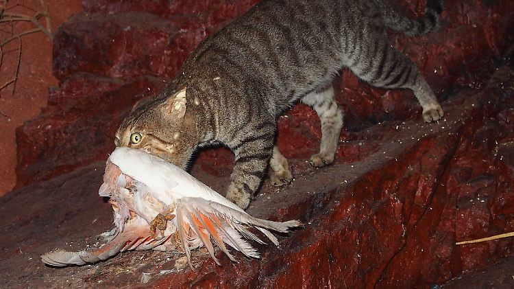 Ein wild lebende Katze schleppt in Australien ihre Beute davon.