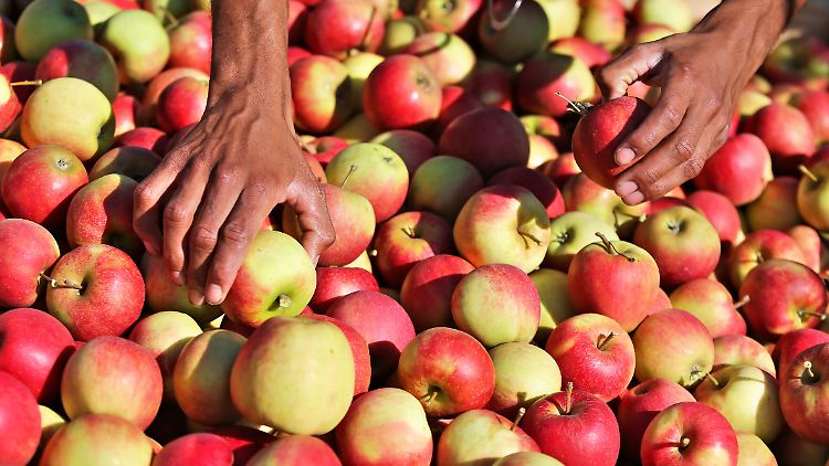 Äpfel gehören zu den beliebtesten Obstsorten.