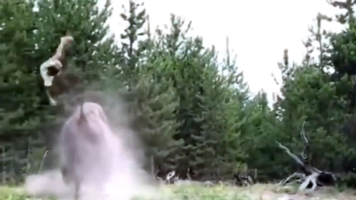 bisonattacke.jpg
