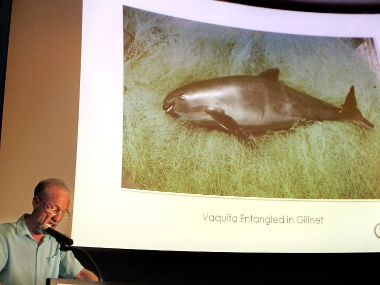 David Yates, Chef des "Clearwater Marine Aquarium" in Florida, setzt sich auch für die Rettung der Vaquitas ein. Hier zeigt er 2014 einen in einem Stellnetz gefangenen Schweinswal.