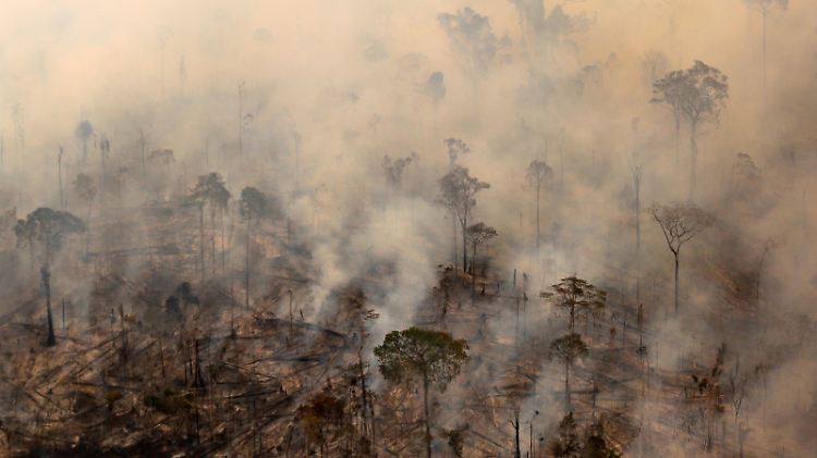 Der Amazonas wird abgeholzt oder brandgerodet.