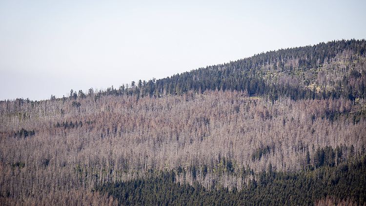 Gefundenes Fressen für den Borkenkäfer: der Nationalpark Harz.