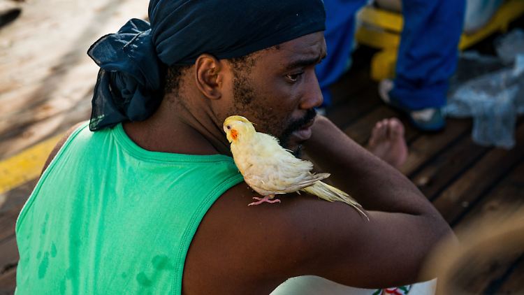 Der Nymphensittich "Jacques" weicht einem Familienvater aus Kamerun nicht von der Seite.