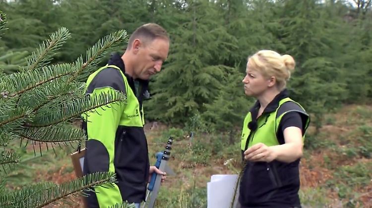 wald der zukunft.jpg