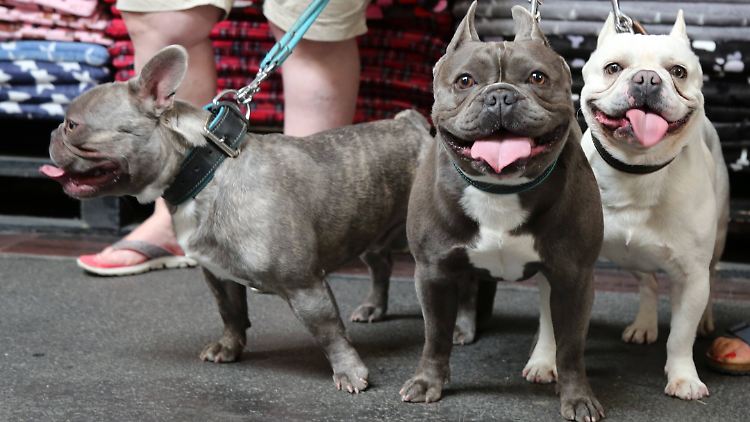 Viele Hunde, wie etwa Bulldoggen, werden für Qualzuchten missbraucht (Symbolbild).
