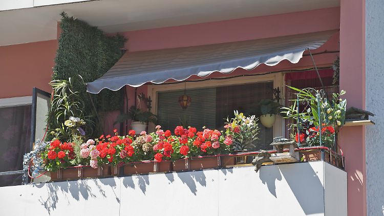 Eine hübsche Bepflanzung macht jeden Balkon schöner, doch auch hier gibt es Regeln.