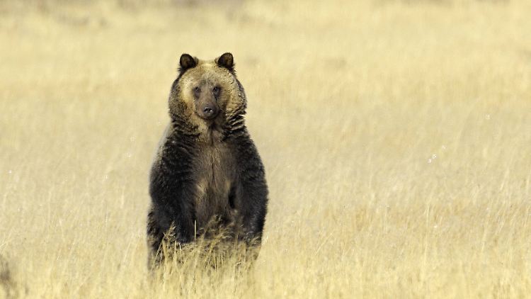 Noch ist nicht klar, welche konkreten Ziele "Fancy Bear" verfolgt.