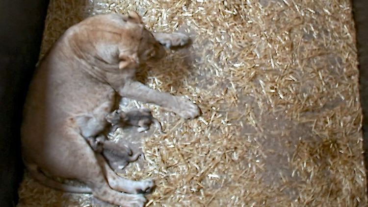 Die Löwenmutter Kigali und ihre beiden Jungen nach der Geburt in einem Gehege im Leipziger Zoo.