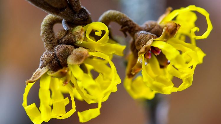 Die Blüten der Chinesischen Zaubernuss duften auch im Winter.