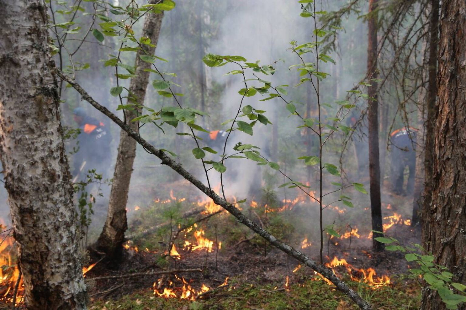 Im Osten Russland zerstören Waldbrände eine riesige Fläche der Taiga.