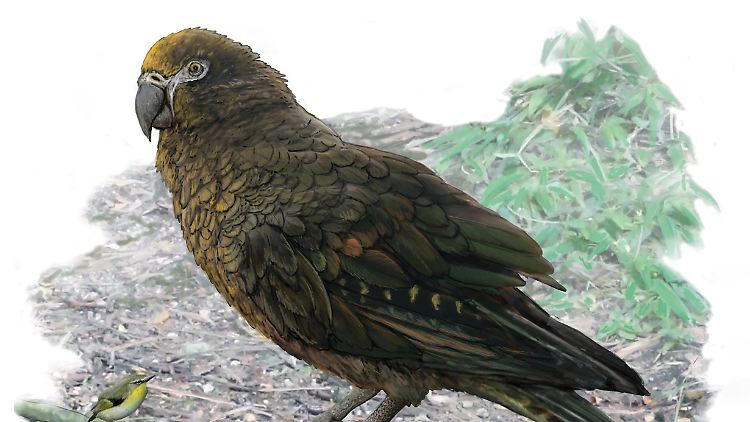 Der Riesen-Papagei soll vor 19 Millionen Jahren gelebt haben.