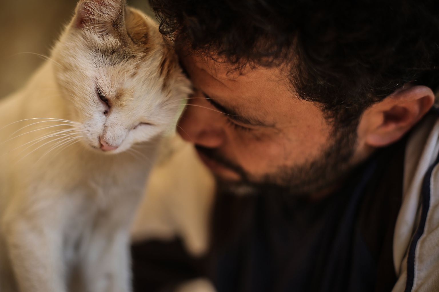 Mohammed Alaa al-Jaleel hat es als "der Katzenmann von Aleppo" zu einiger Berühmtheit gebracht.