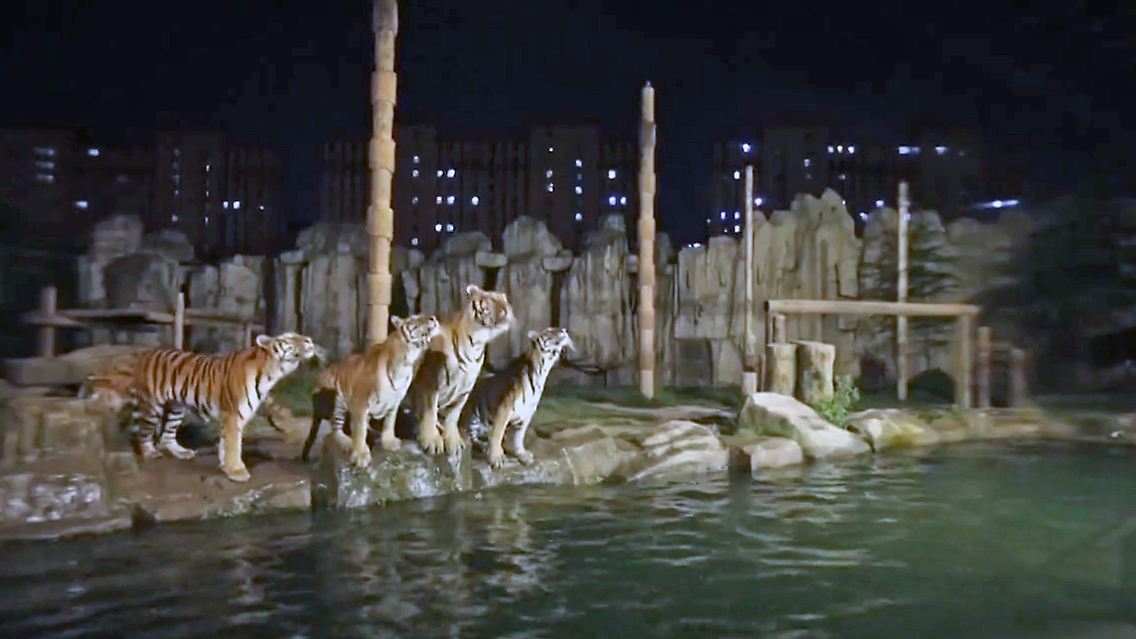 shanghai zoo.jpg